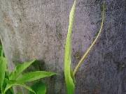 Pinellia pedatisecta